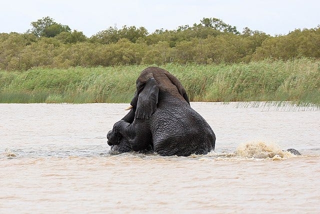 Elephant humor