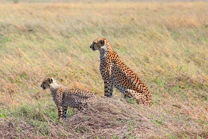 Ancestral Cats with Spotted Coats