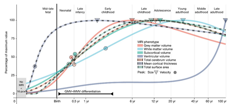 Generalized chart of brain development throughout life