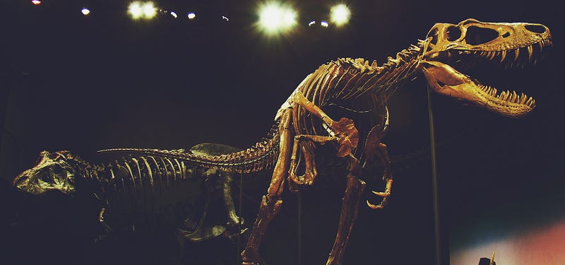 Juvenile T.rex fossil at Burpee Museum