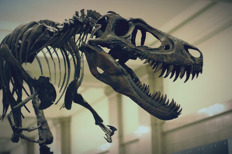 Juvenile T.rex specimen at Carnegie Museum