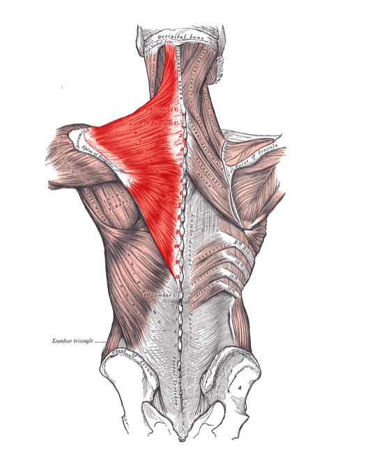 Understanding Neck Pain Dynamics