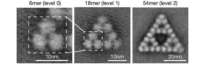 Negative stained electron microscopy of enzyme structure