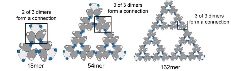 Schematic of hexameric subcomplex interactions