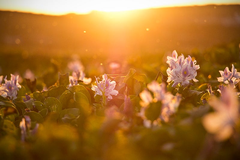 Nature's beauty endures beyond the pandemic