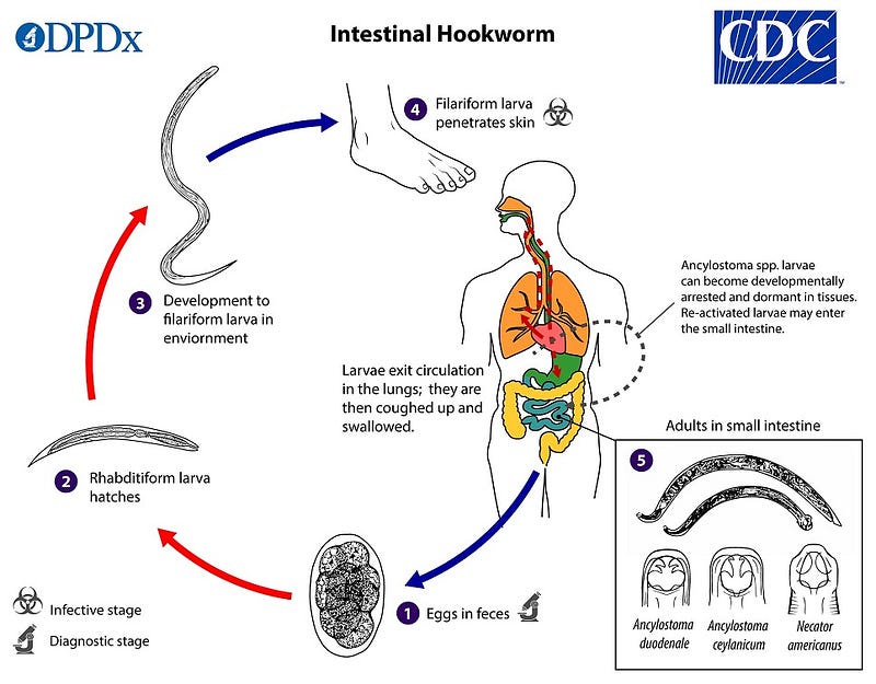 Lifecycle of hookworms and their impact on human health.