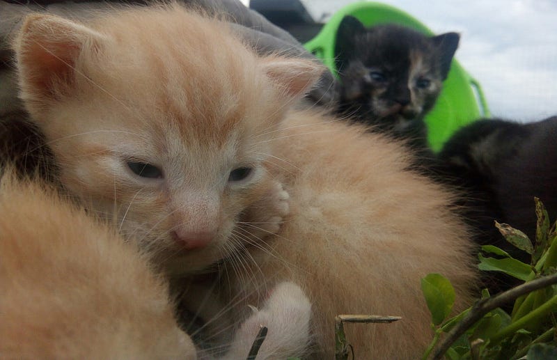 Youthful expression with playful kittens