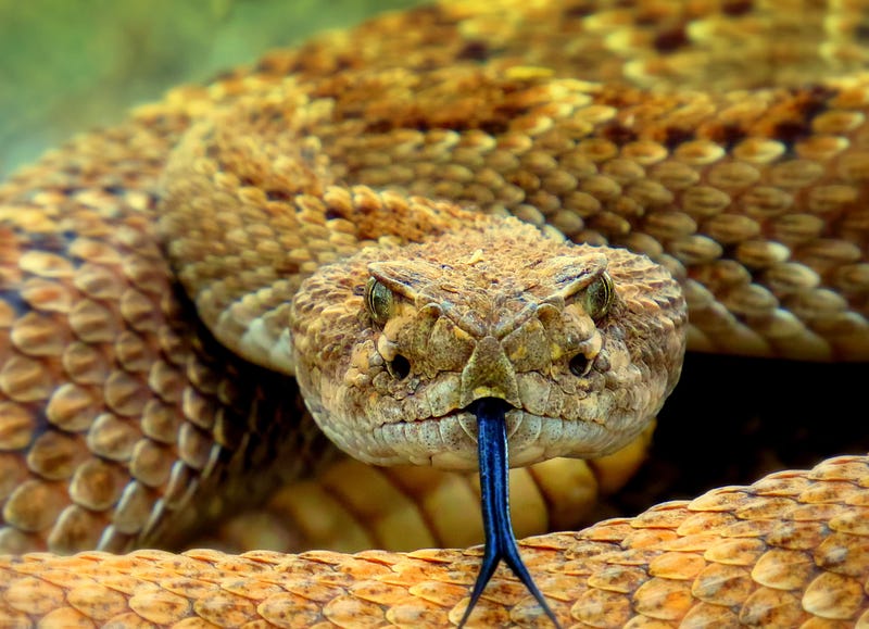 Illustration of snake reproductive anatomy