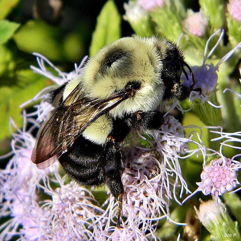 Bumblebee foraging for nectar on a flower