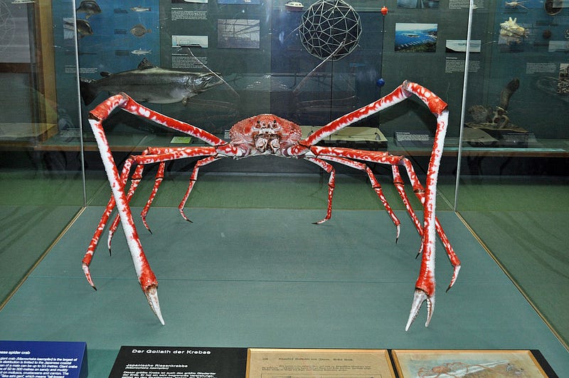 A stunning view of the Japanese spider crab in its habitat