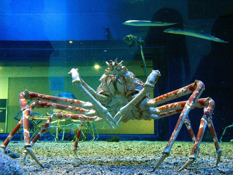 The impressive size and features of the Japanese spider crab