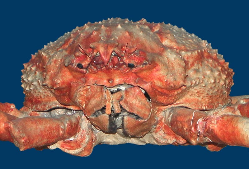 An overview of the Japanese spider crab's diet