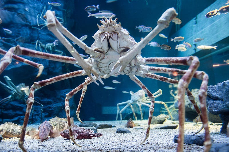 Habitat of the Japanese spider crab along the coast