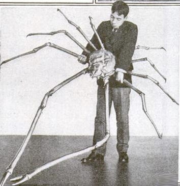 Japanese spider crab in a fishing context