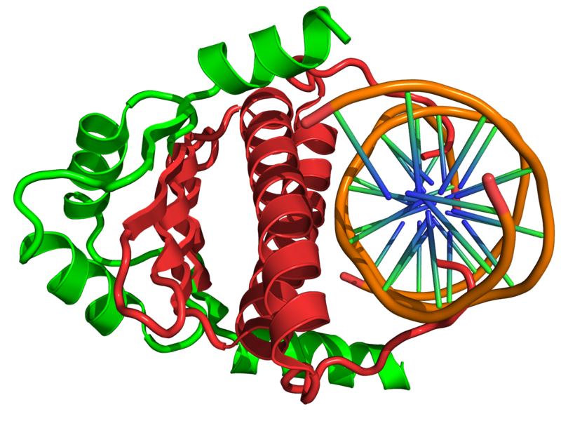 MEF2 transcription factor binding with DNA illustration