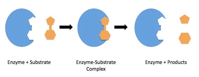 Enzymatic reaction template