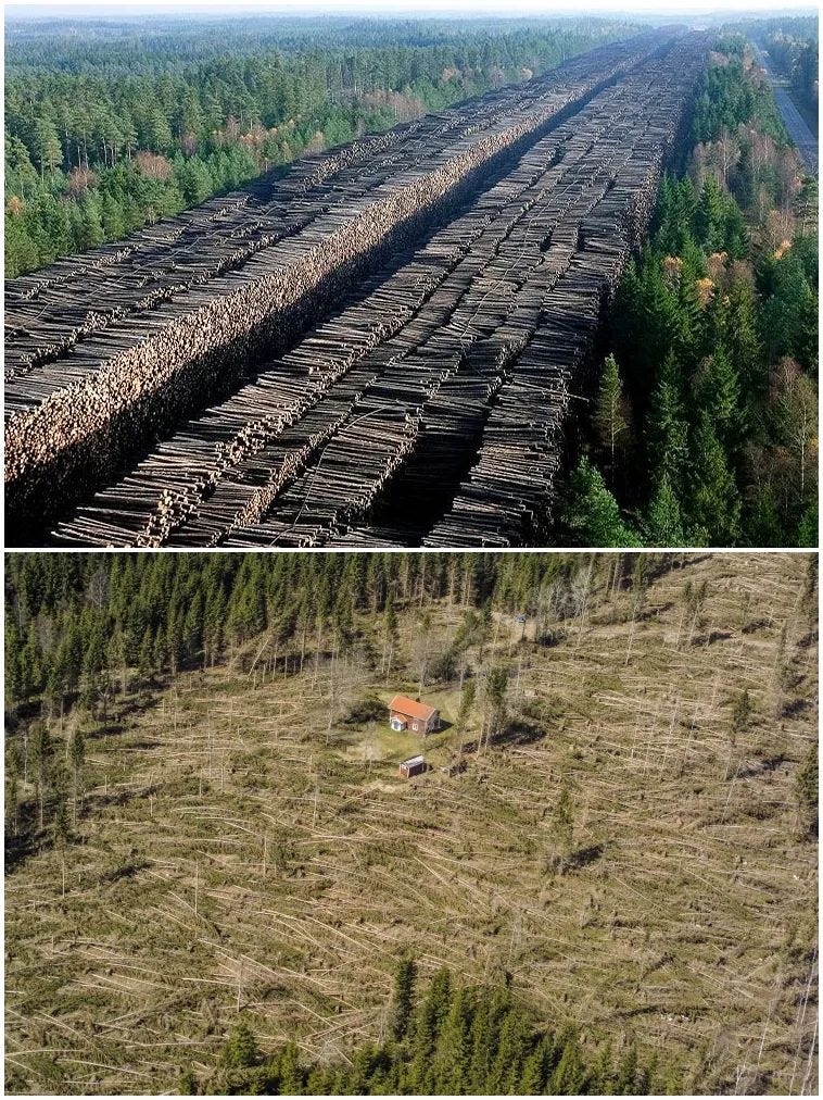 Aftermath of Hurricane Gudrun, showing fallen trees