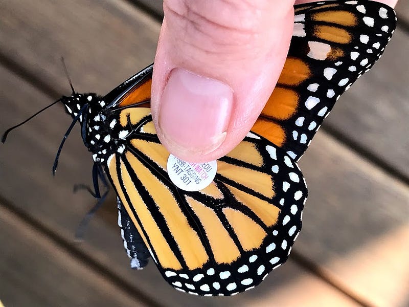 Tagged Monarch Butterfly Before Release