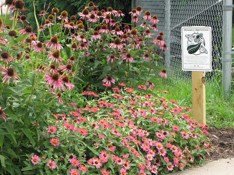 Monarch Waystation at Our Elementary School