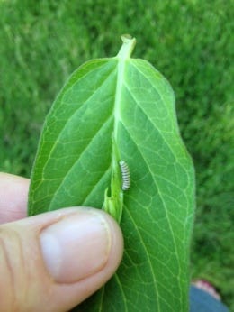 Monarch Caterpillar on Milkweed Leaf