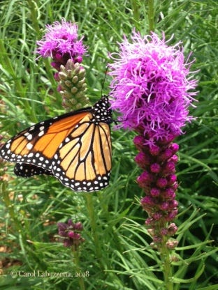 Monarch Butterfly Lifecycle