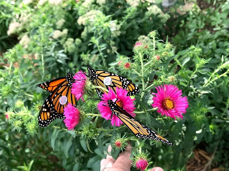 Recently Released Tagged Monarchs