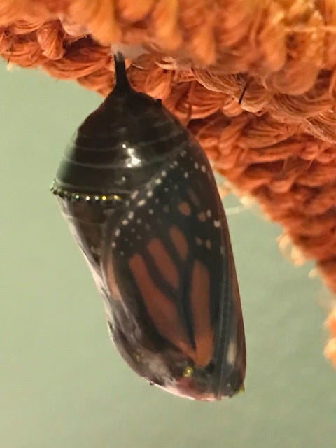 Chrysalis Ready to Emerge