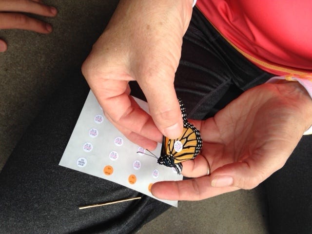 Monarch Tagging Activity