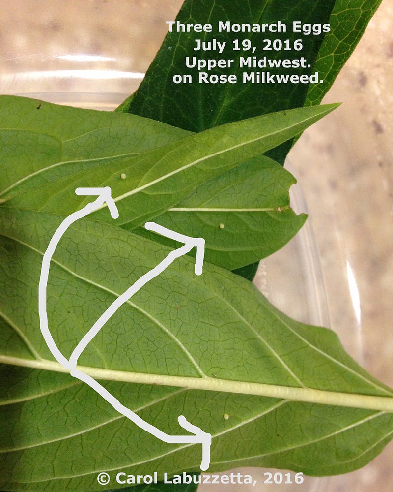 Monarch Eggs Found on Milkweed