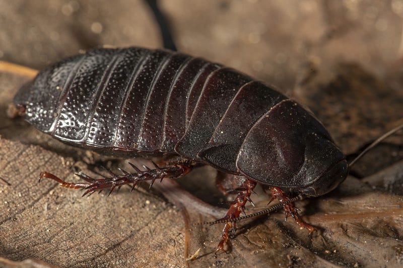 Wood-feeding cockroach habitat on Lord Howe Island