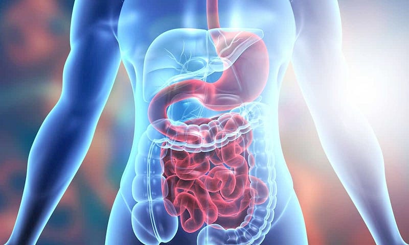 Diagram of human digestive system