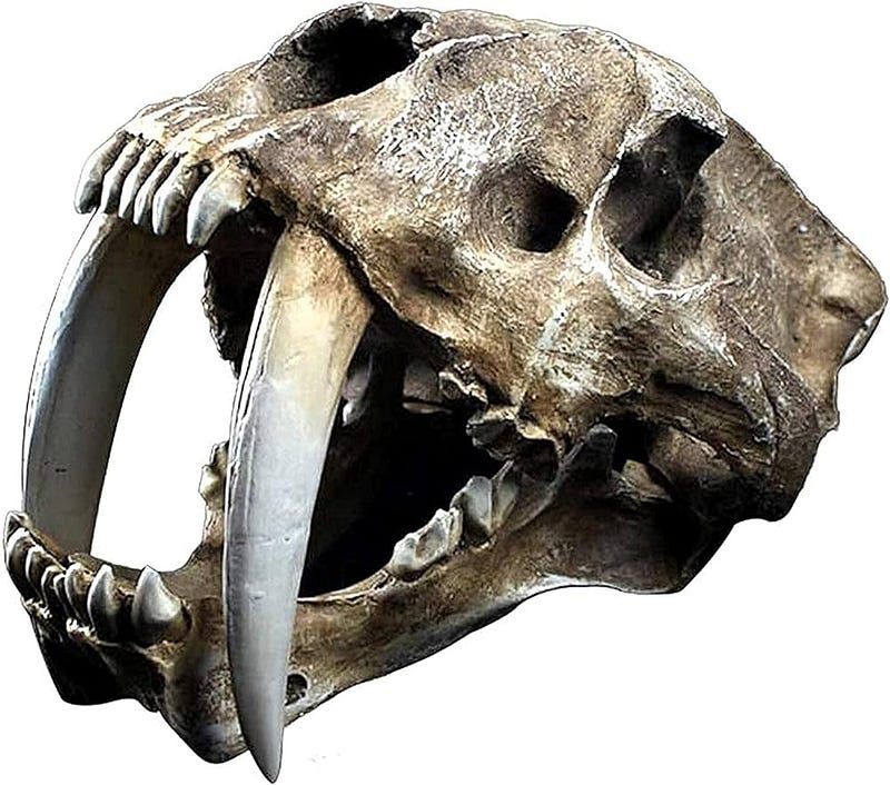 Comparison of predator and herbivore jaw structures