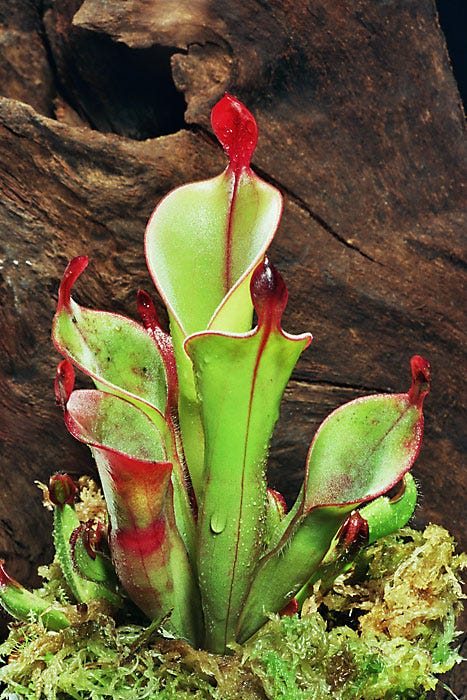 Heliamphora chimantensis plant