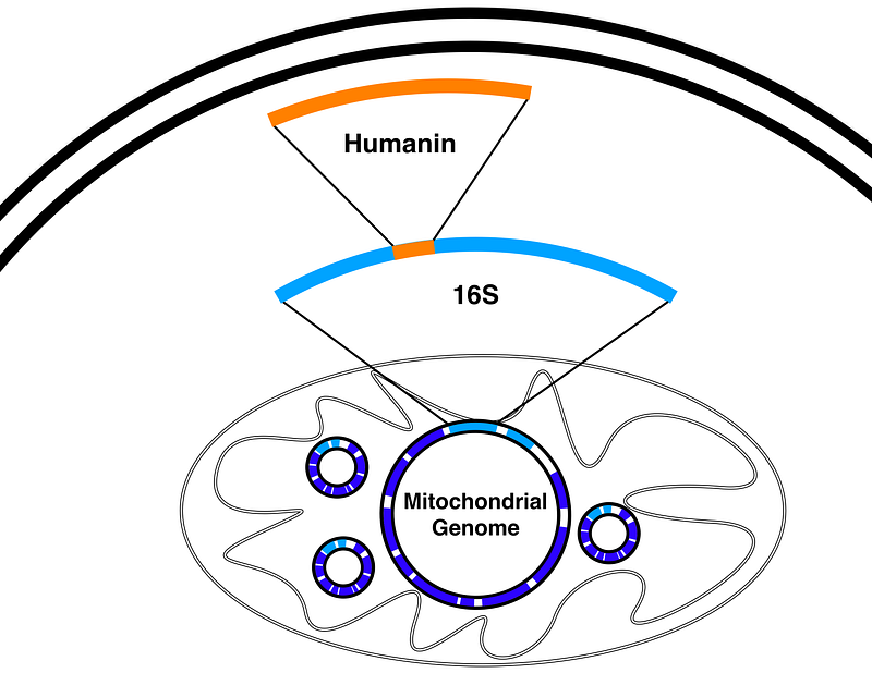 Humanin and its role in health