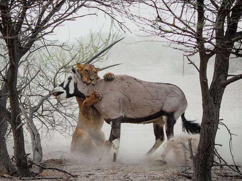 A lion contemplating its next hunt